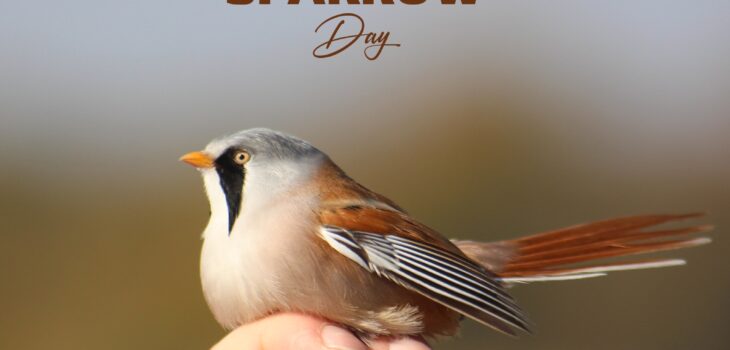 World Sparrow Day