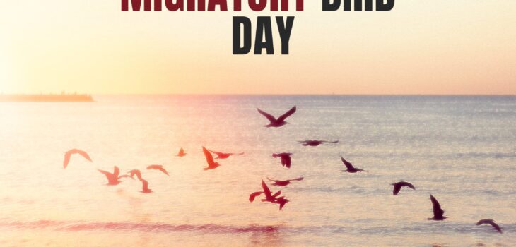World Migratory Bird Day quotes