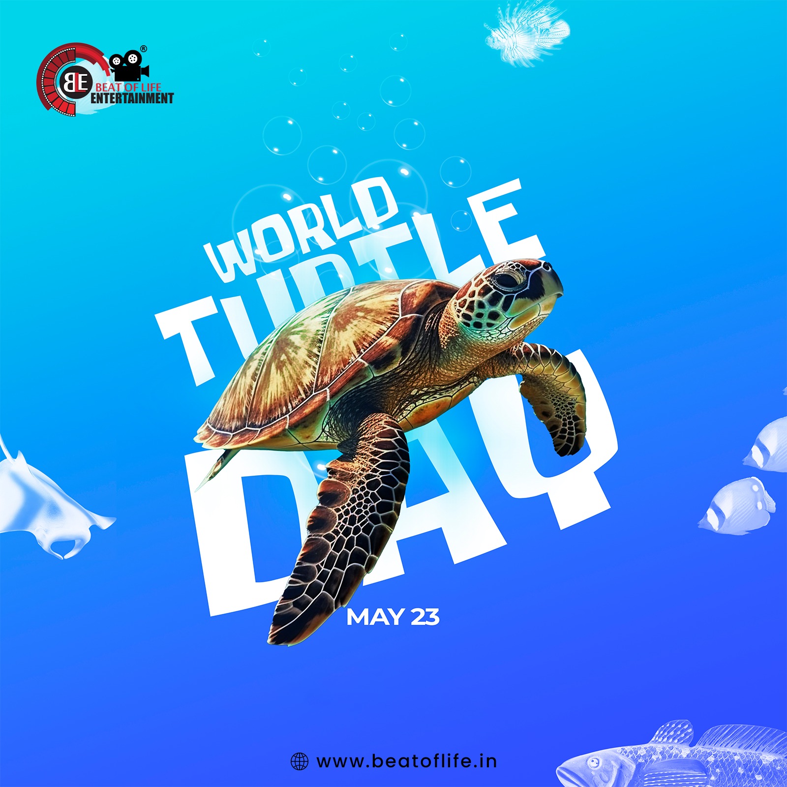 World Turtle Day Wishes